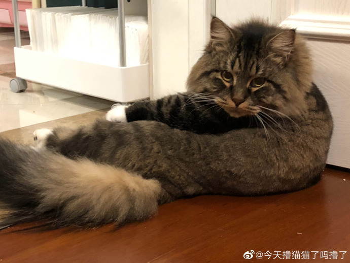 猫图片|宠物猫|猫咪|