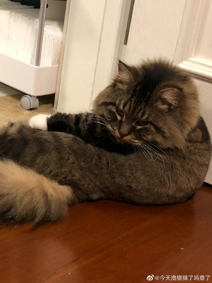 猫图片|宠物猫|猫咪|