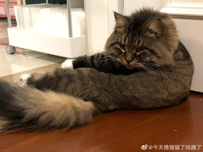 猫图片|宠物猫|猫咪|