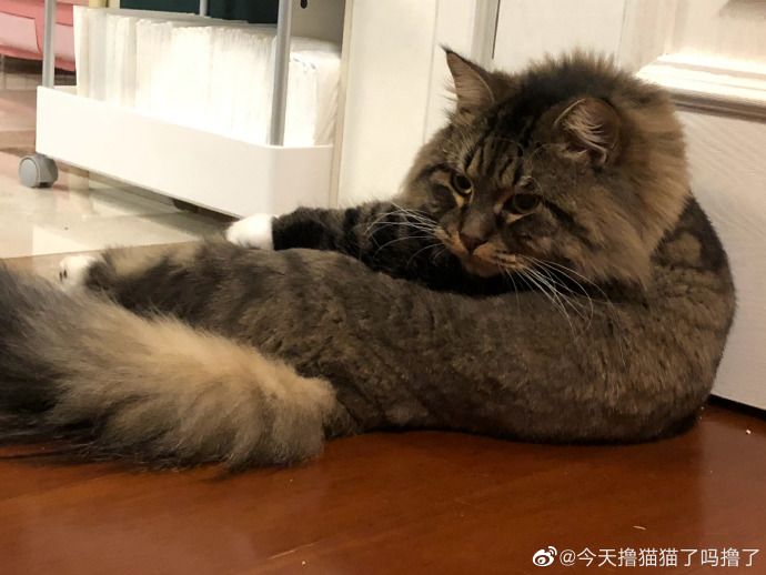 猫图片|宠物猫|猫咪|