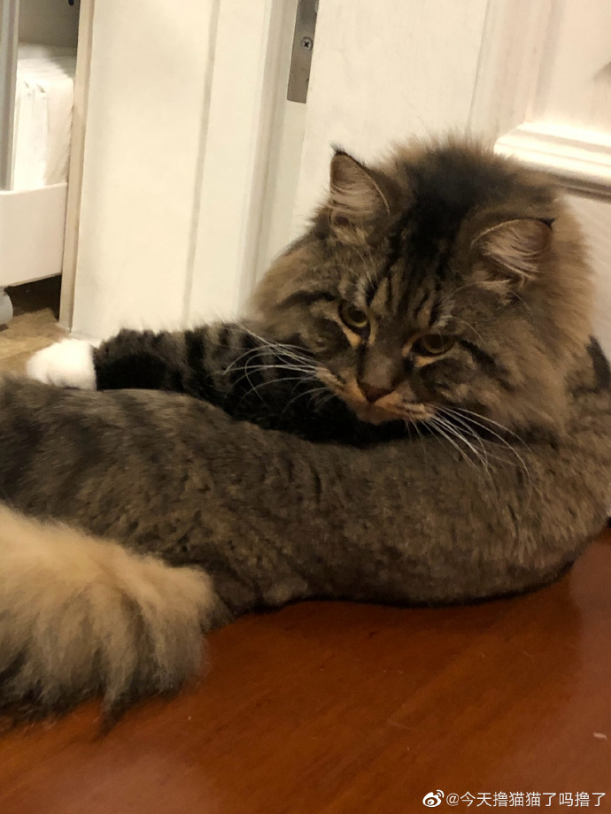 猫图片|宠物猫|猫咪|