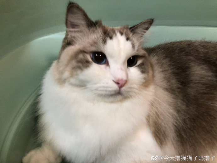 猫图片|宠物猫|猫咪|