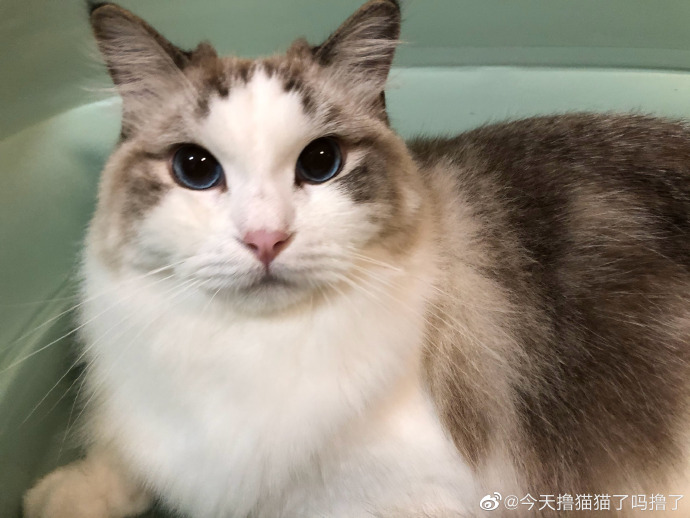 猫图片|宠物猫|猫咪|