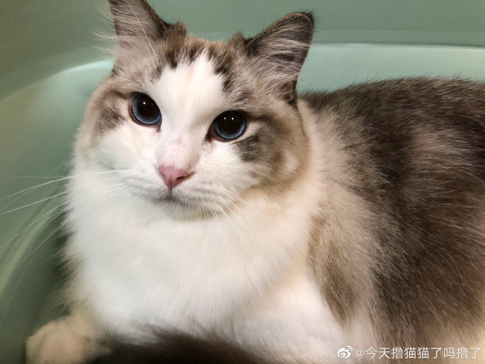 猫图片|宠物猫|猫咪|