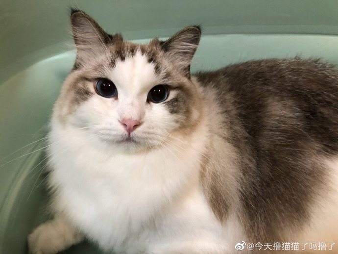 猫图片|宠物猫|猫咪|