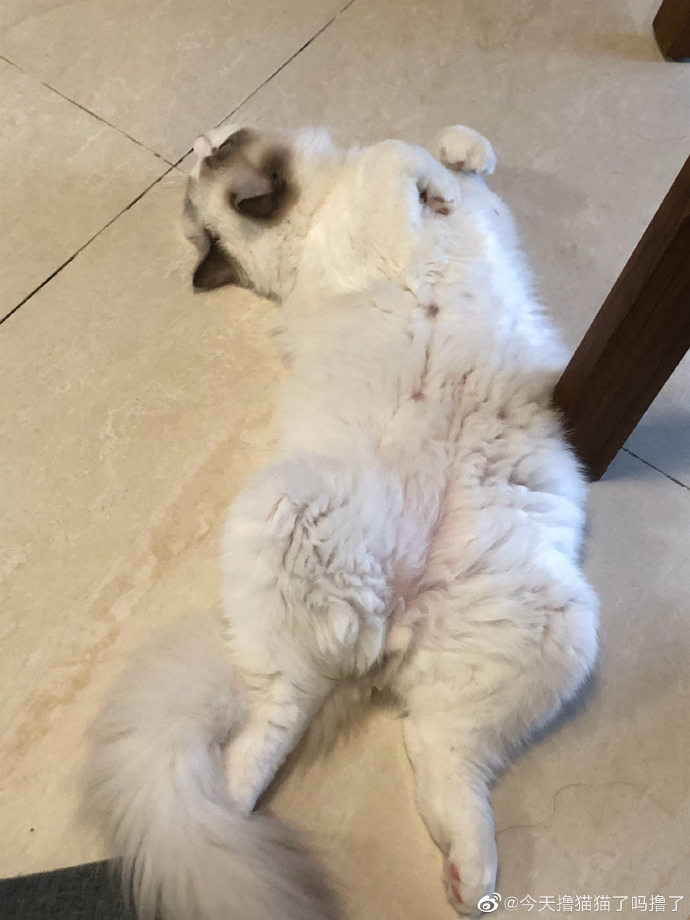 猫图片|宠物猫|猫咪|