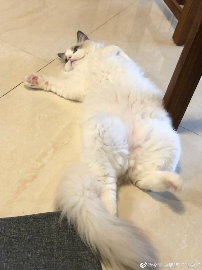 猫图片|宠物猫|猫咪|