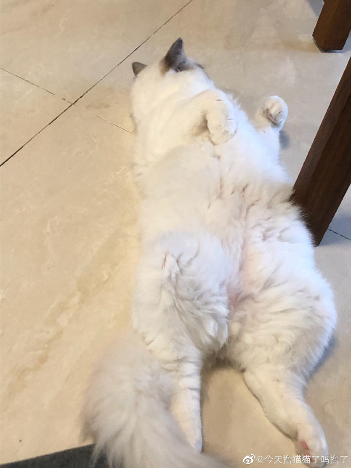 猫图片|宠物猫|猫咪|