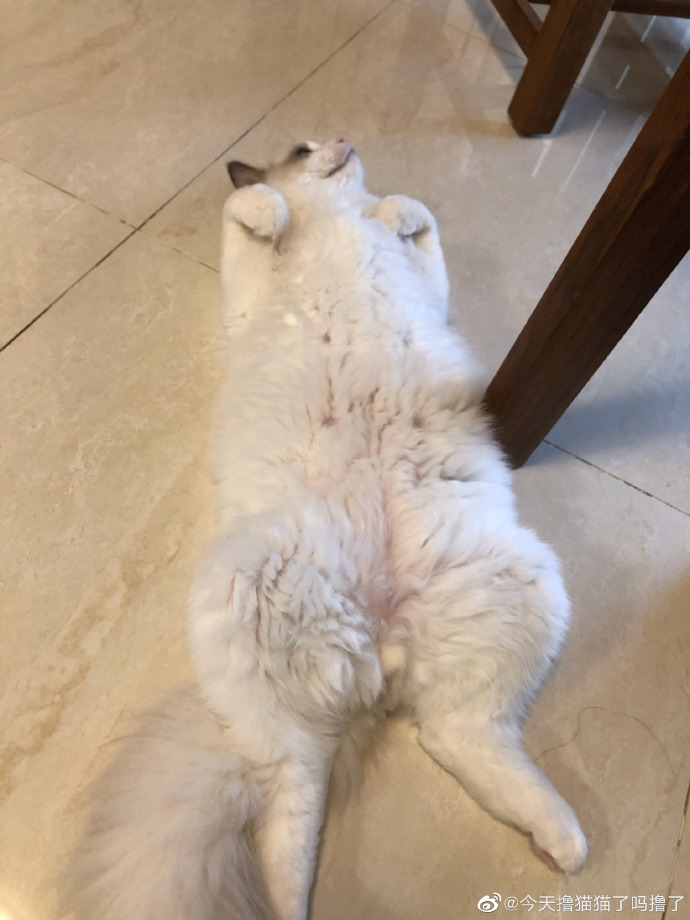 猫图片|宠物猫|猫咪|