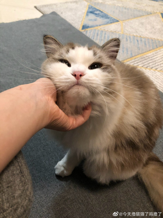 猫图片|宠物猫|猫咪|