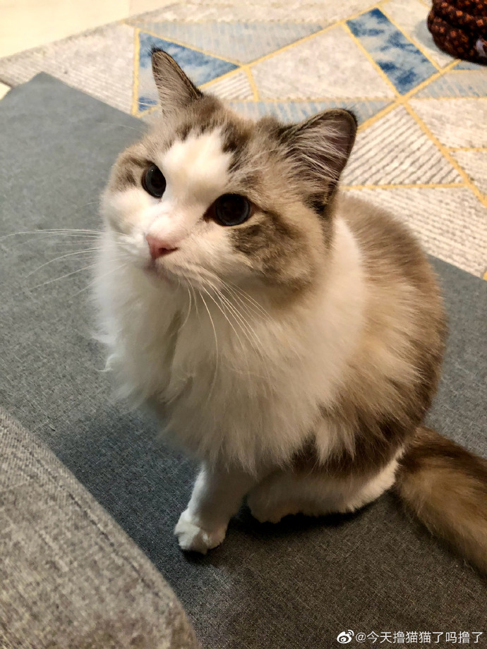 猫图片|宠物猫|猫咪|