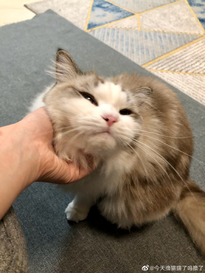 猫图片|宠物猫|猫咪|