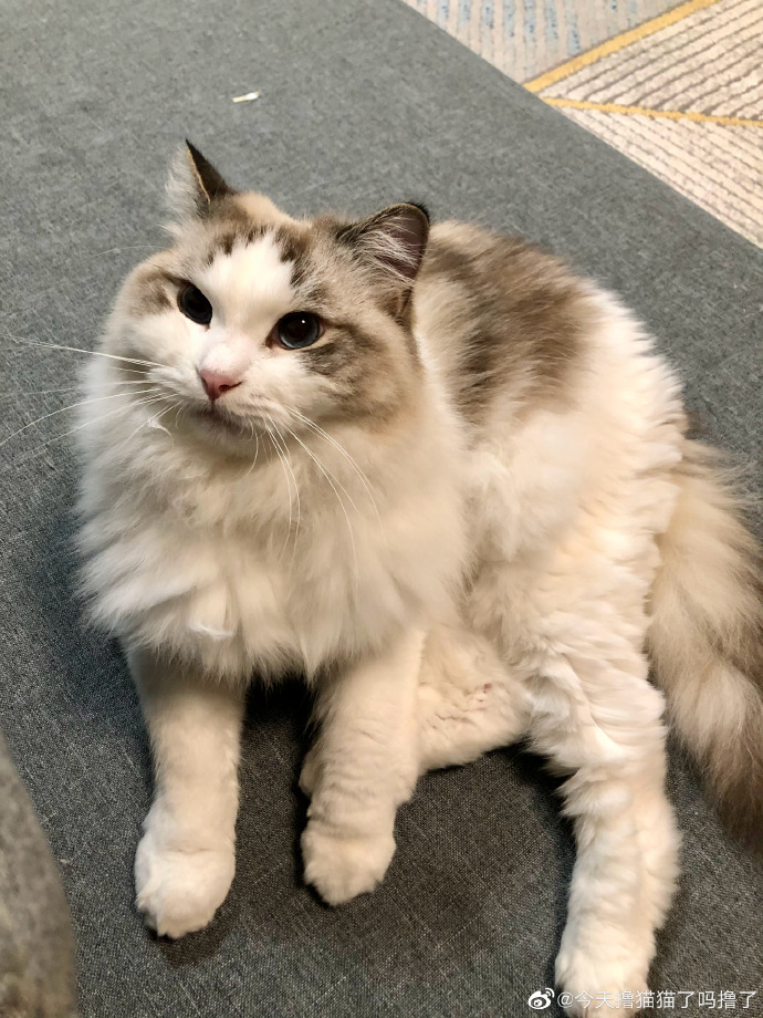 猫图片|宠物猫|猫咪|