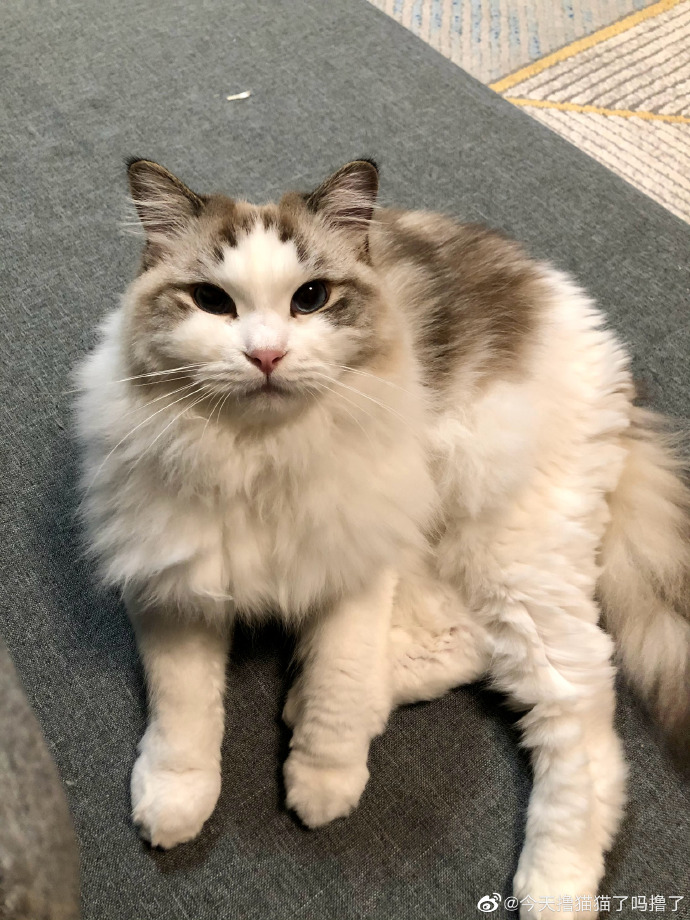 猫图片|宠物猫|猫咪|