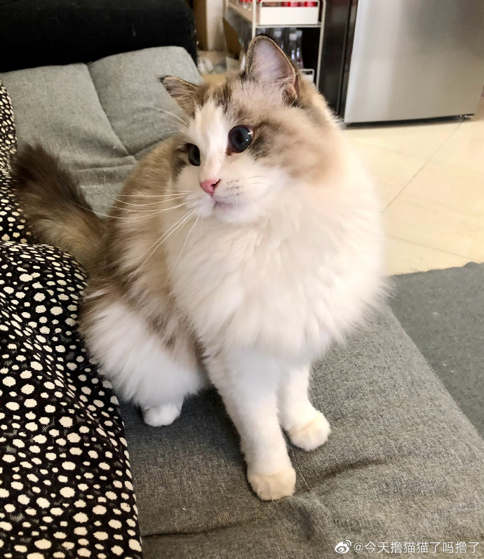 猫图片|宠物猫|猫咪|