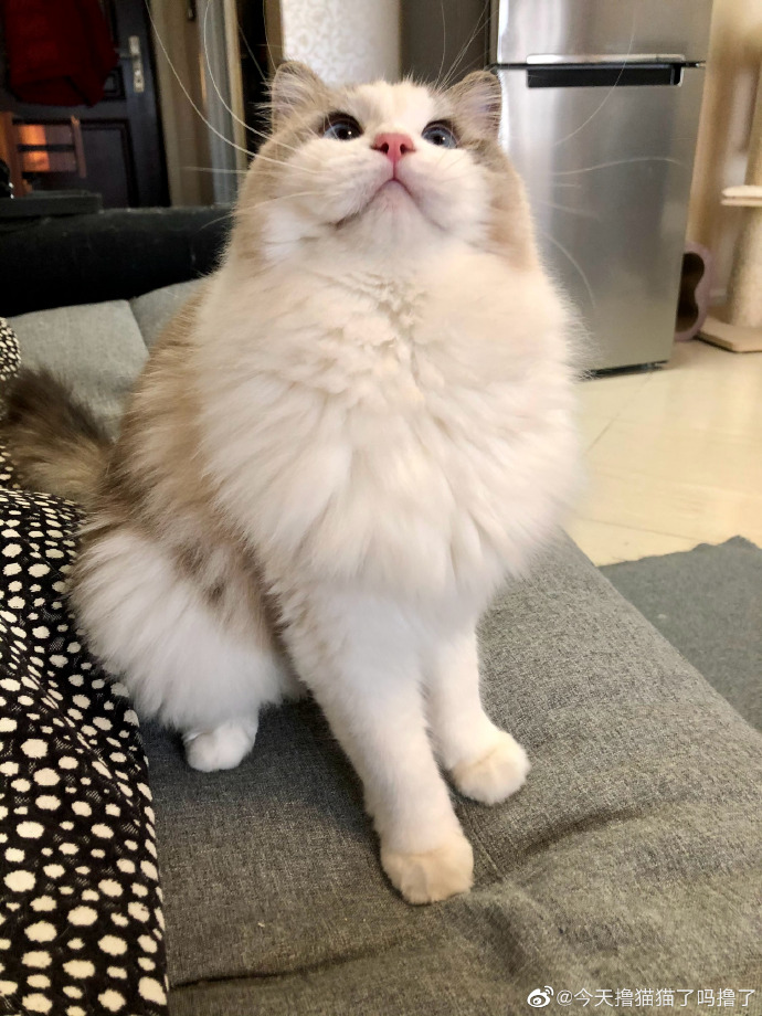 猫图片|宠物猫|猫咪|