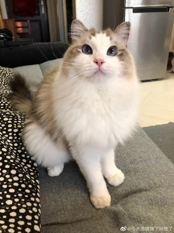 猫图片|宠物猫|猫咪|