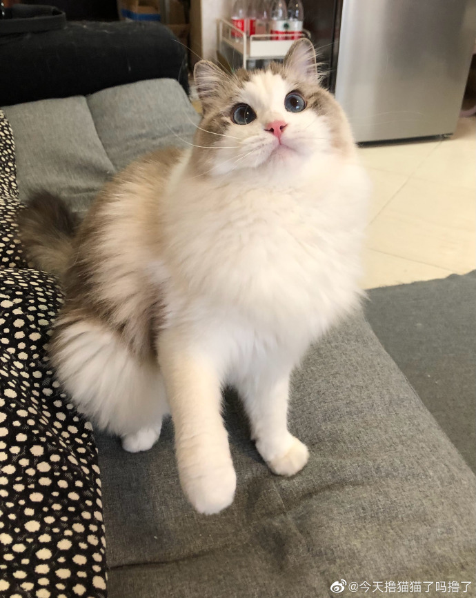 猫图片|宠物猫|猫咪|