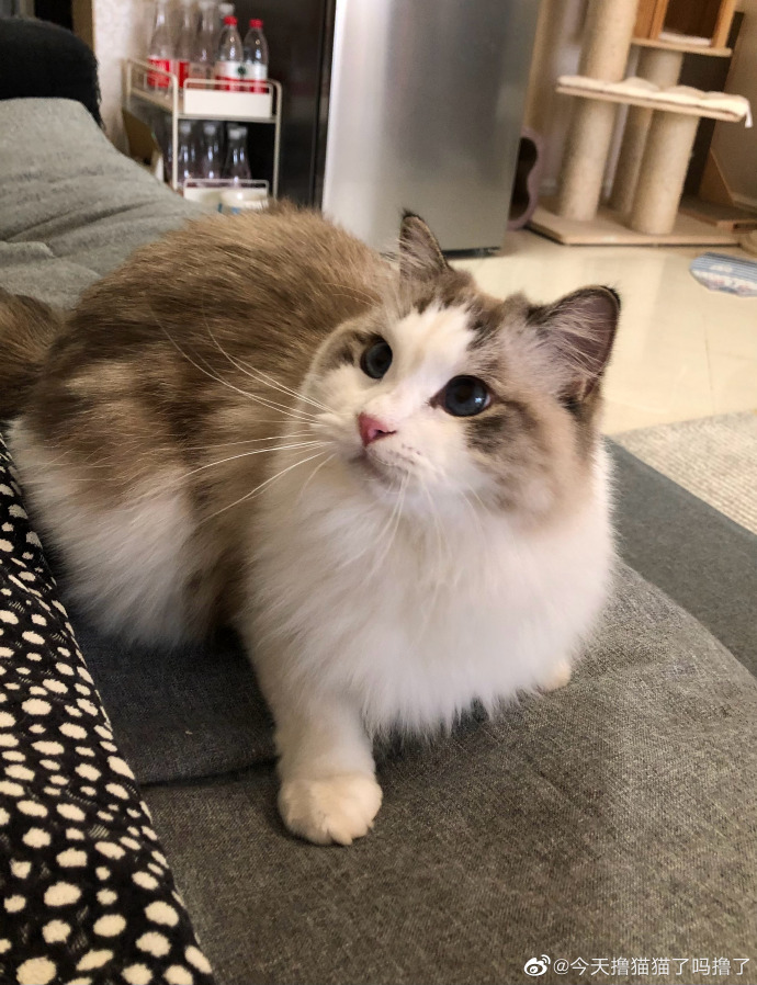 猫图片|宠物猫|猫咪|