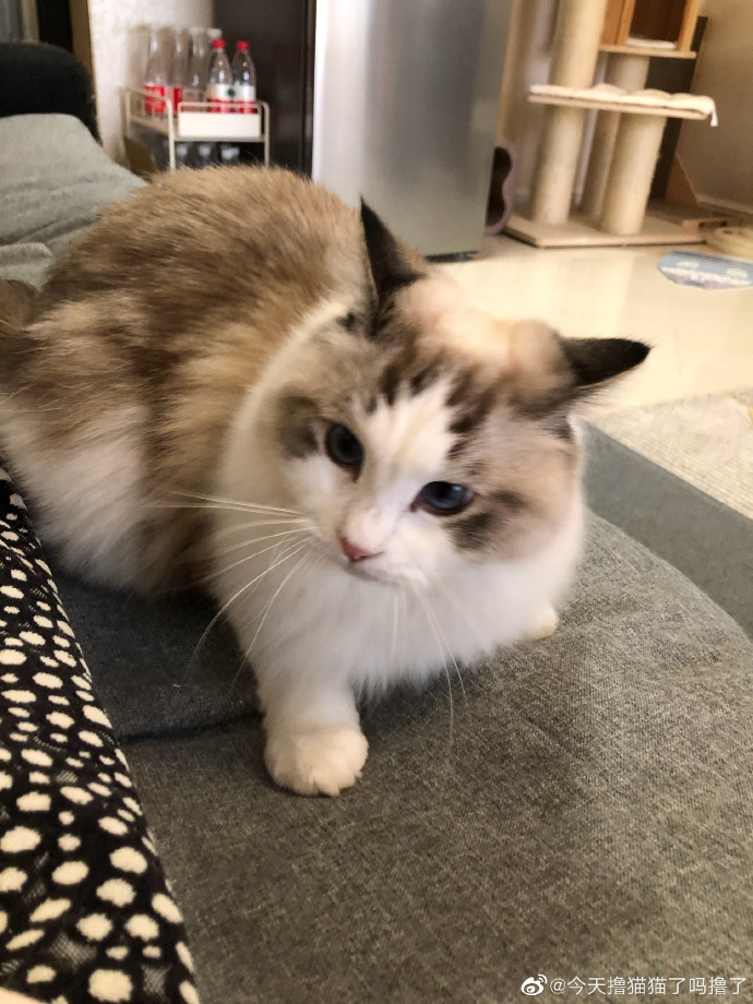 猫图片|宠物猫|猫咪|