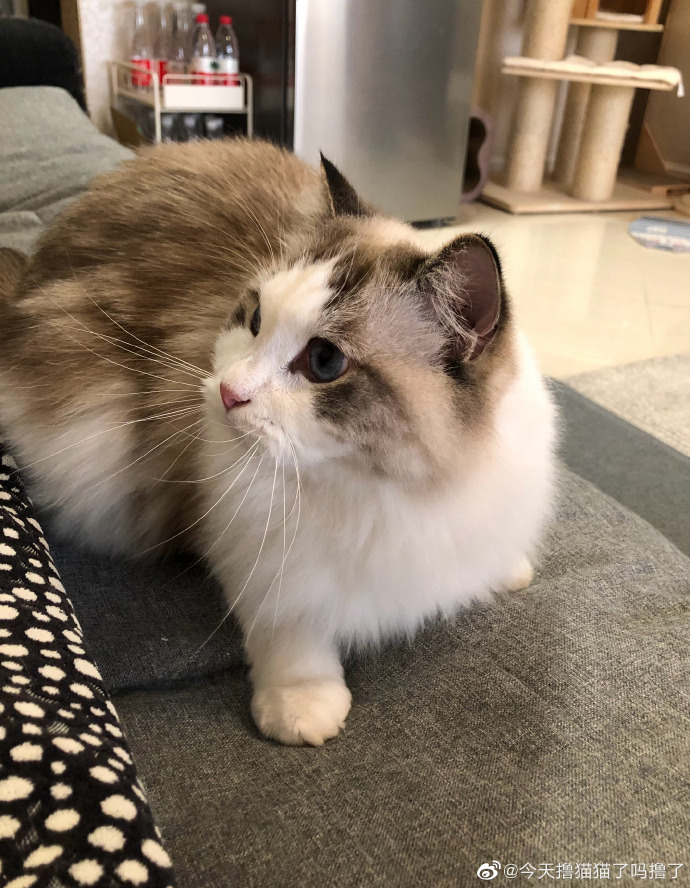 猫图片|宠物猫|猫咪|