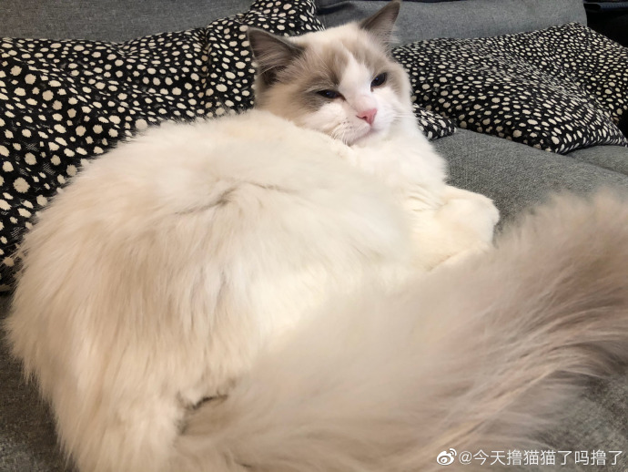 猫图片|宠物猫|猫咪|