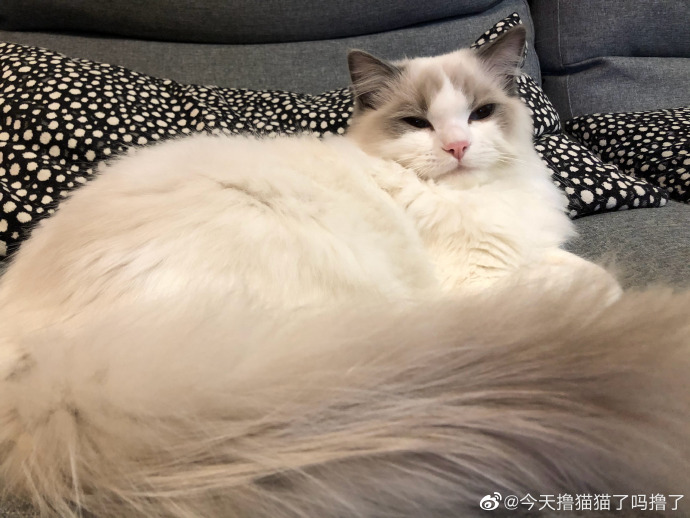 猫图片|宠物猫|猫咪|