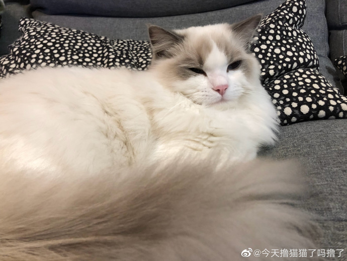 猫图片|宠物猫|猫咪|