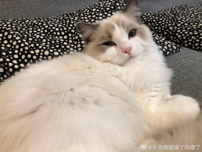 猫图片|宠物猫|猫咪|