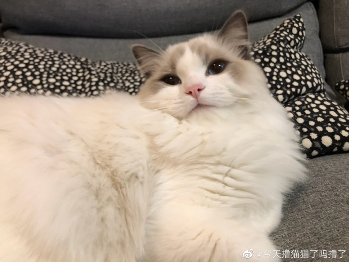 猫图片|宠物猫|猫咪|