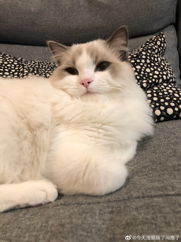 猫图片|宠物猫|猫咪|