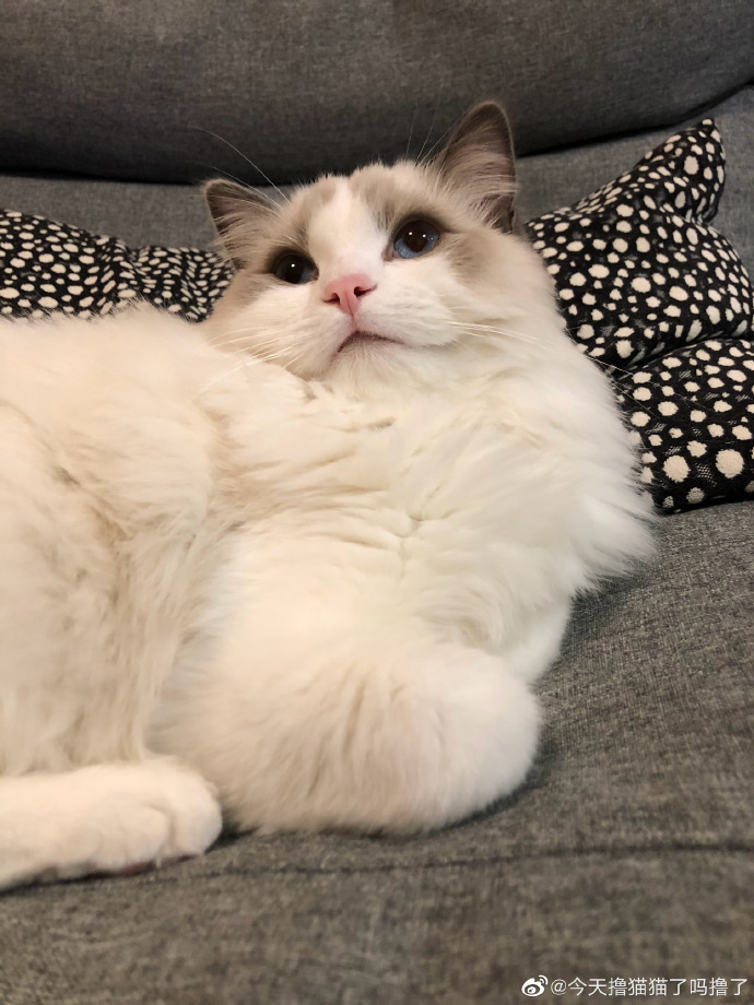 猫图片|宠物猫|猫咪|