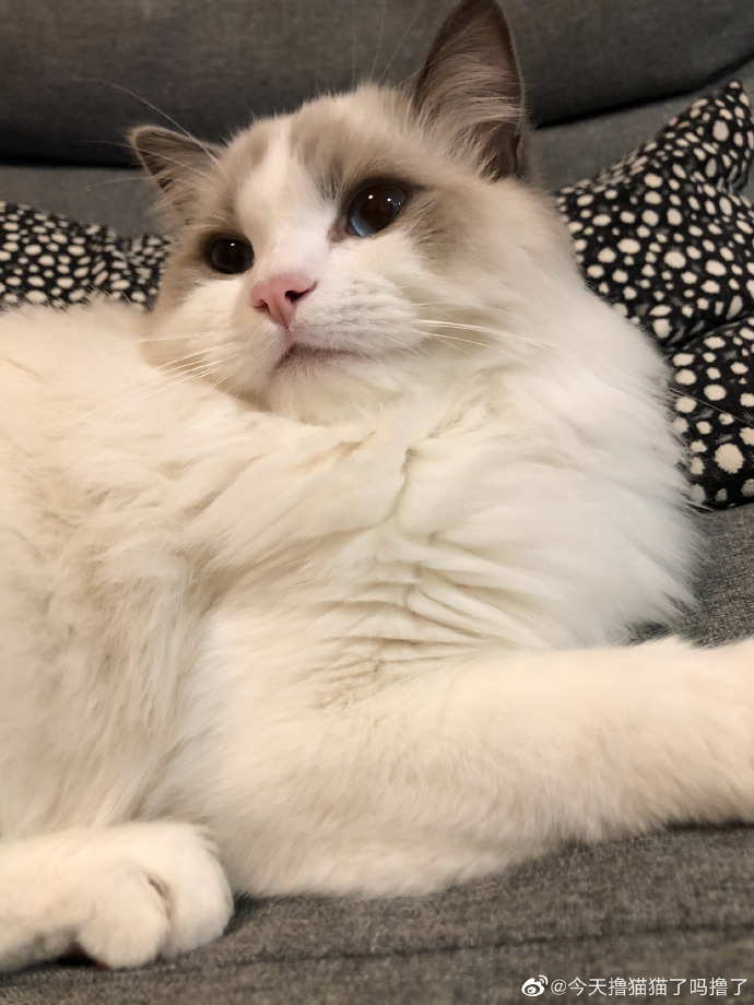 猫图片|宠物猫|猫咪|