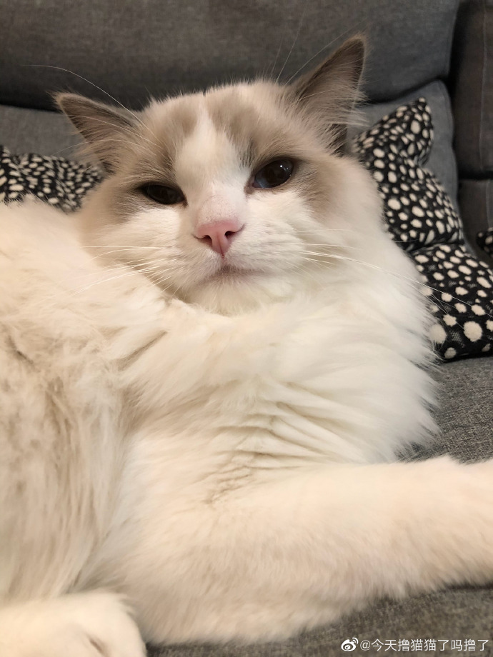 猫图片|宠物猫|猫咪|