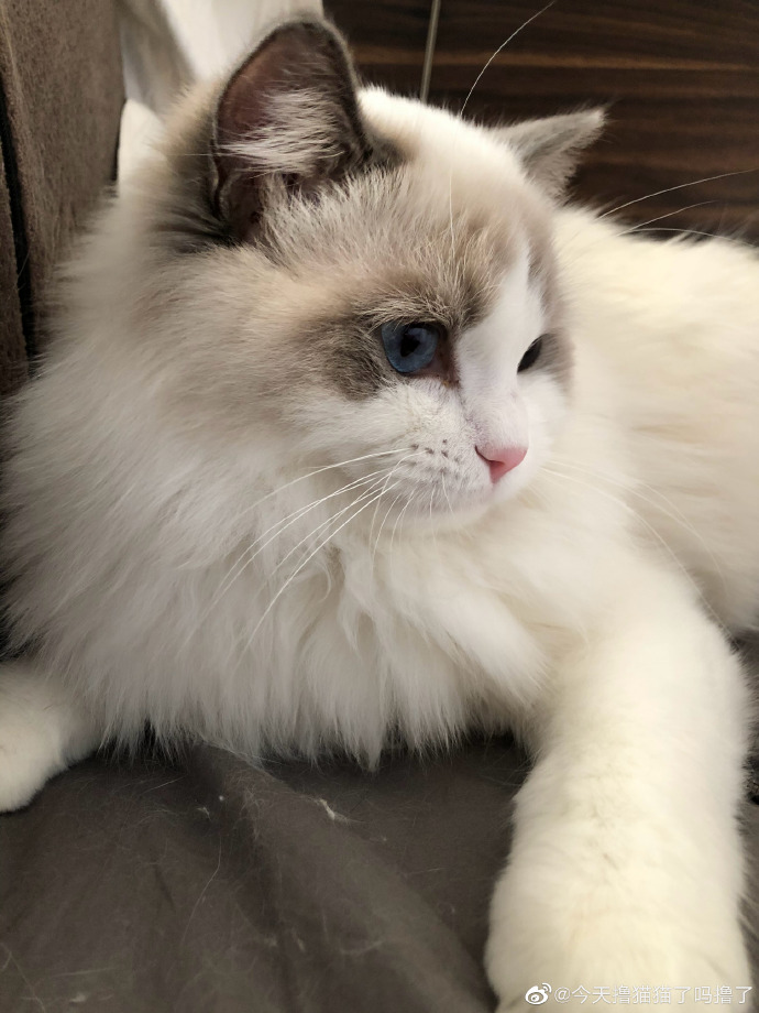 猫图片|宠物猫|猫咪|