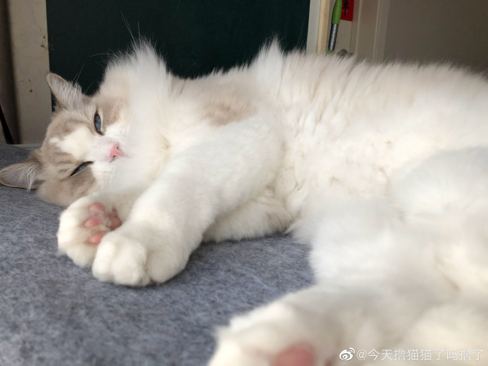 猫图片|宠物猫|猫咪|