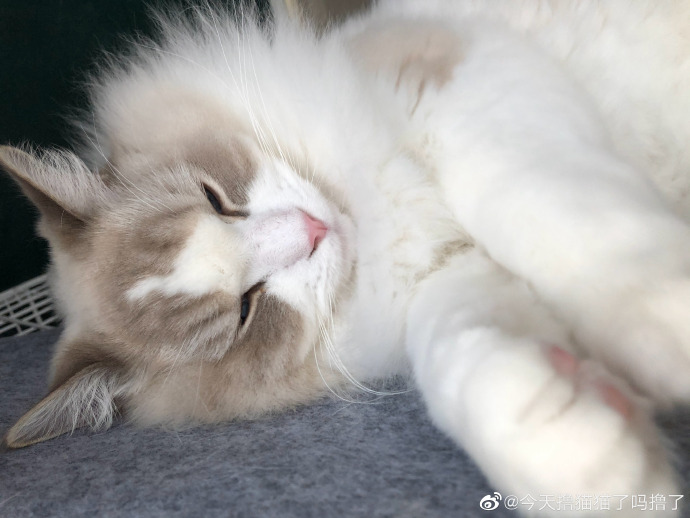 猫图片|宠物猫|猫咪|