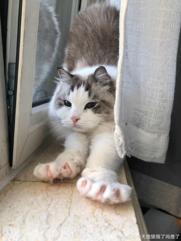 猫图片|宠物猫|猫咪|