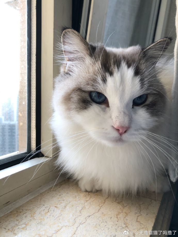 猫图片|宠物猫|猫咪|