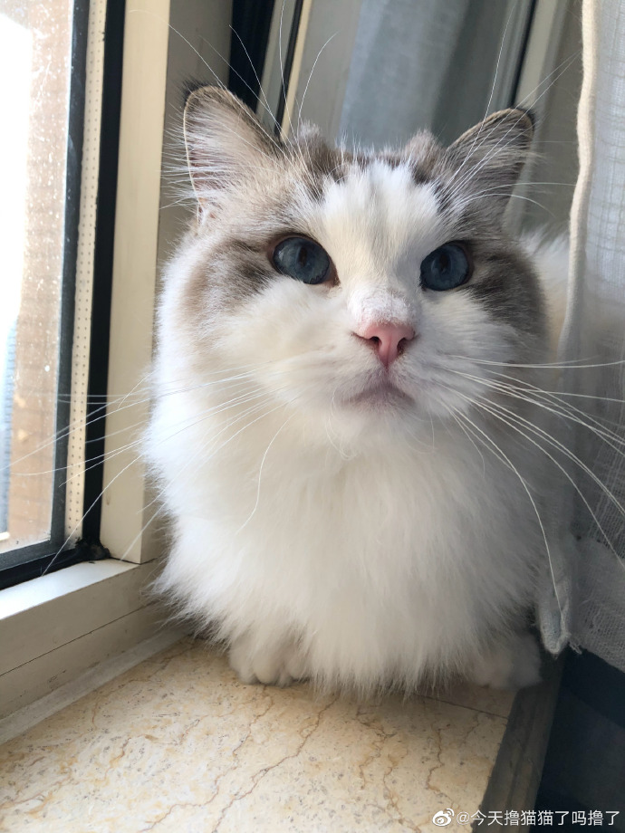 猫图片|宠物猫|猫咪|