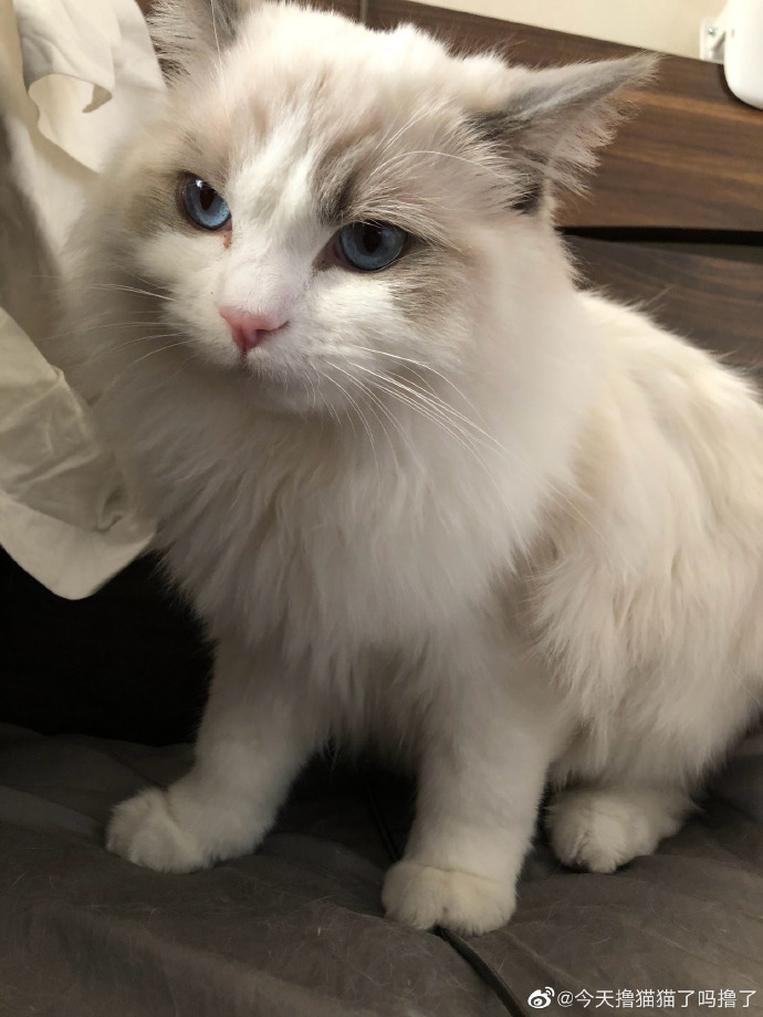 猫图片|宠物猫|猫咪|