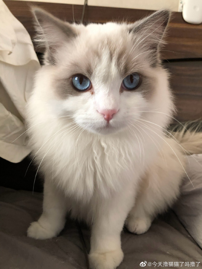 猫图片|宠物猫|猫咪|