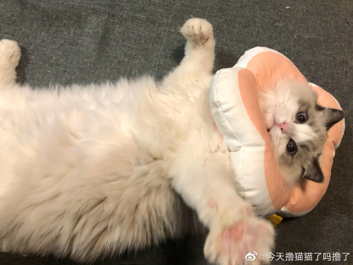 猫图片|宠物猫|猫咪|
