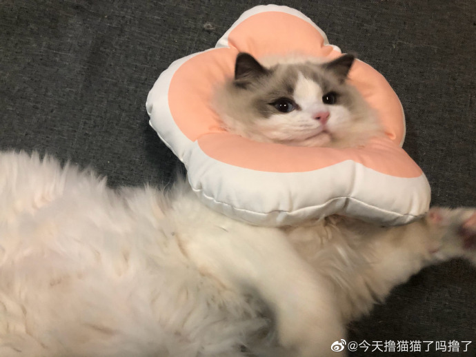 猫图片|宠物猫|猫咪|