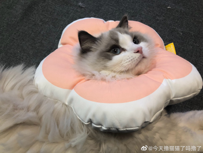 猫图片|宠物猫|猫咪|