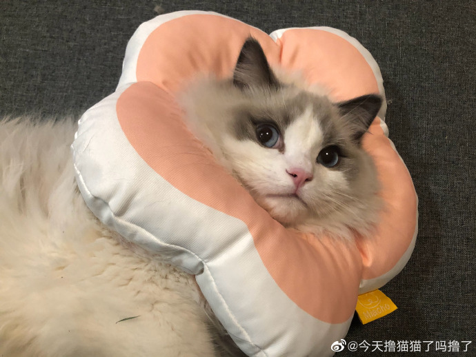 猫图片|宠物猫|猫咪|