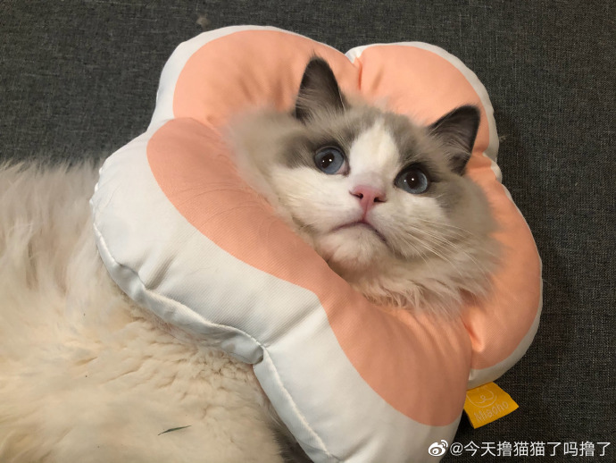 猫图片|宠物猫|猫咪|