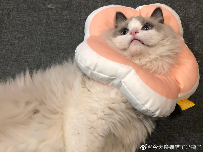 猫图片|宠物猫|猫咪|