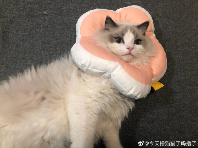 猫图片|宠物猫|猫咪|