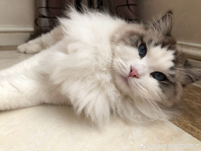 猫图片|宠物猫|猫咪|